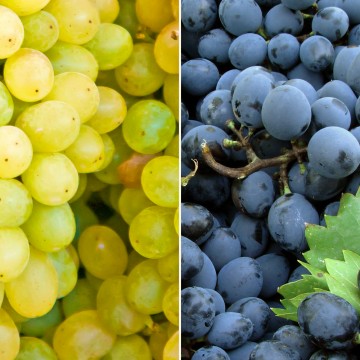 Duo de raisin blanc & noir